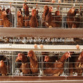 Uganda layer farm automatique utilisé à la cage de poulet